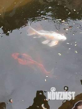 Дом 210м², 2-этажный, посуточно,