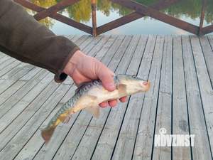 Дом 100м&sup2;, 1-этажный, посуточно, 