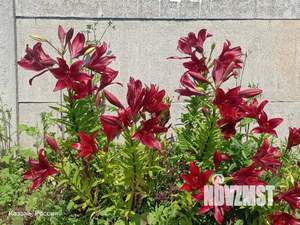 Дом 200м², 2-этажный, посуточно, 