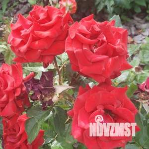 Дом 100м², 2-этажный, посуточно, 