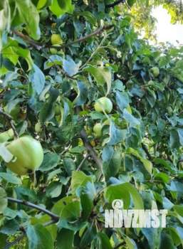 Дача 40м², 1-этажный, участок 3 сот.  