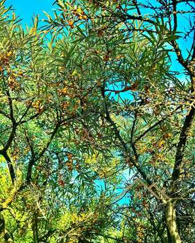 Дом 36м&sup2;, 1-этажный, участок 4 сот.  