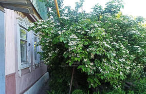 Дом 57м&sup2;, 1-этажный, участок 3 сот.  