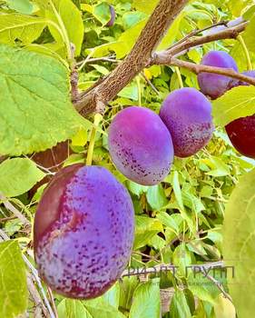 Дом 36м&sup2;, 1-этажный, участок 4 сот.  