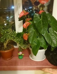 Фото комнаты на продажу (3)