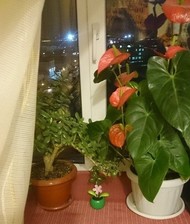 Фото комнаты на продажу (4)