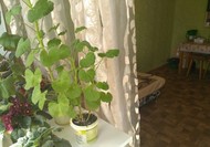 Фото комнаты на продажу (8)